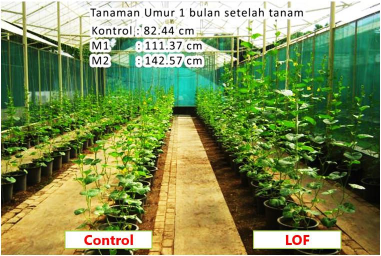 HEALTHIER AND LARGER LEAF AREA OF MELON SEEDLINGS AFTER ONE MONTH OF LOF APPLICATION.