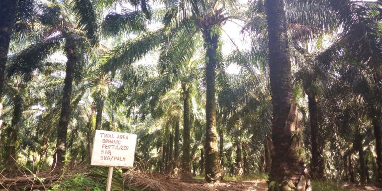 Mature oil palm trial plot (East Estate) treated with Green Plant’s Organic Fertilizer.