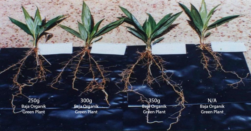 Oil Palm Seedlings comparison_v2