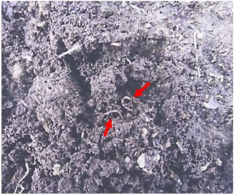PRESENCE OF EARTH WORMS (ARROWS) ON THE GROUND AFTER APPLIED WITH LOF, WHICH IS AN INDICATION OF HIGHER SOIL FERTILITY.