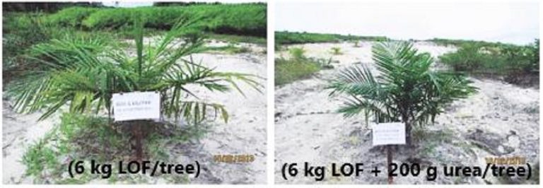 CONDITION AFTER LOF APPLICATION (6 MONTHS) Age of palm: 5.5 years